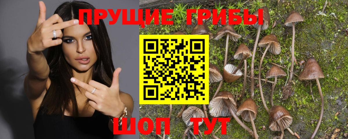Галлюциногенные грибы мицелий  Вход с VPN  Камышлов 